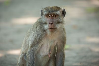 Close-up of baboon