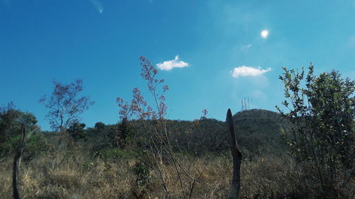 Plants growing in forest against blue sky