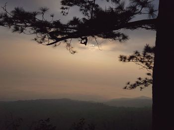 Silhouette tree against sky during sunset