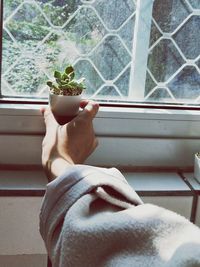 Cropped hand placing houseplant on window sill at home