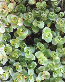 Full frame shot of succulent plants