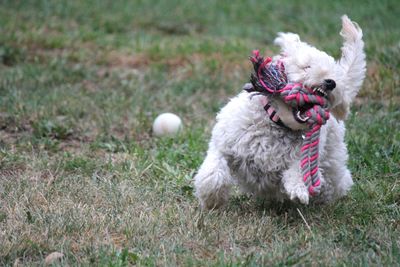 Action shot of a fluffy white dog with a rope toy and healthy white teeth showing