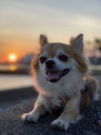 Portrait of dog looking at camera against sky during sunset