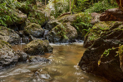 Scenic view of waterfall in forest