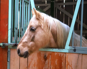 Close-up of horse in stable