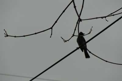 Low angle view of bird perching on wall