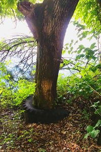 Tree trunk in forest