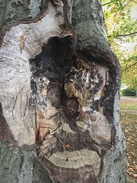 Close-up of tree trunk