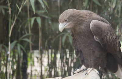 Close-up of eagle perching on branch