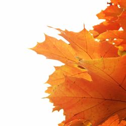 Close-up of maple leaves