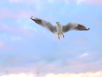 Low angle view of seagulls flying in sky