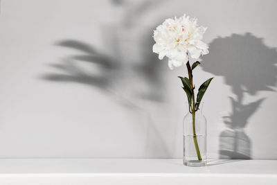 Elegant white peony flower on table wall background. template for text or artwork, trendy shadows