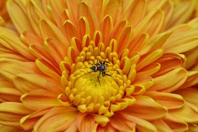 Close-up of insect on yellow flower
