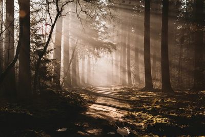 Sunlight streaming through trees in forest