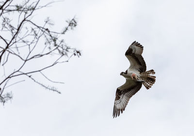 Flying osprey pandion haliaetus with an eaten fish in its claws in naples, florida