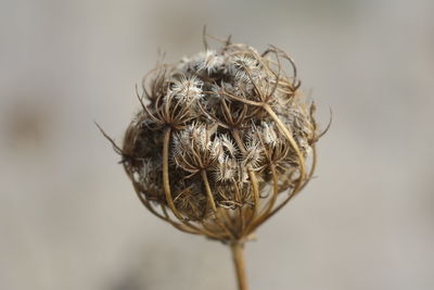 Close-up of plant against blurred background