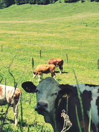 Cows in a field