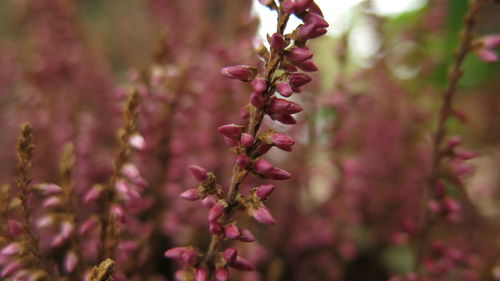 Close-up of pink flowering plant