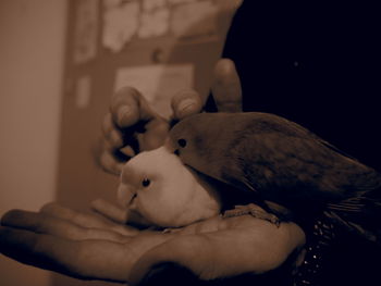 Close-up of stuffed toy at home