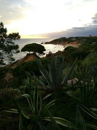 Close-up of plants by sea against sky during sunset