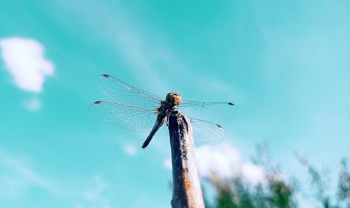 Close-up of dragonfly on plant