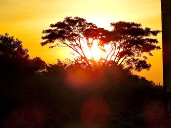 Sun shining through trees