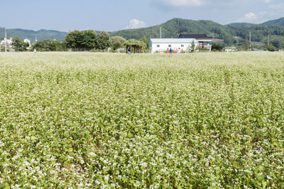 View of agricultural field against sky