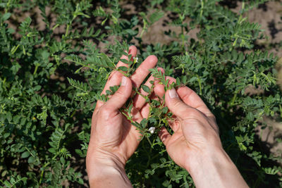 Woman shows chickpeas in close up. chickpea are growing on the field