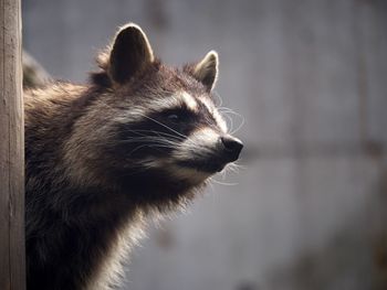 Side view of raccoon looking to the right