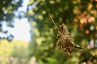 Close-up of a bird flying