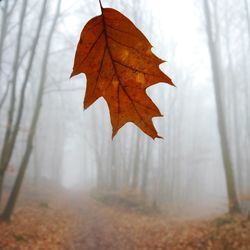 Close-up of dry maple leaf in forest