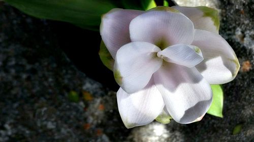 Close-up of white flower