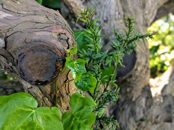 Close-up of butterfly on tree trunk