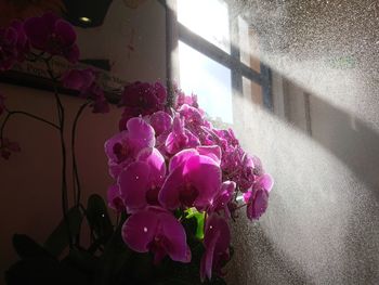 Close-up of pink flower pot against wall