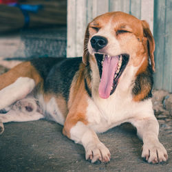 Close-up of a dog yawning