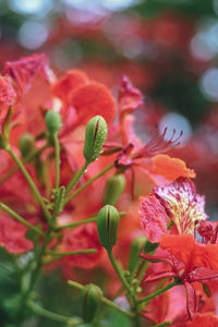 Close-up of red flowering plant