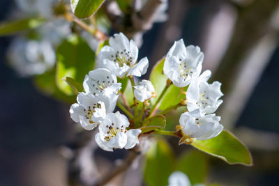 Flowering of pear tree,organic garden in italy , blooming flowers in spring , pear flower. close-up