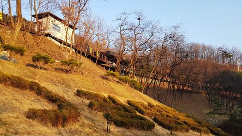 Bare trees on field against sky