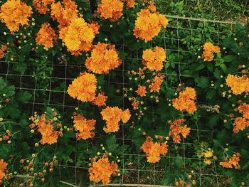 Close-up of yellow flowering plants