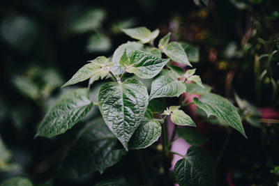 Close-up of fresh green leaves