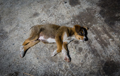 High angle view of dog