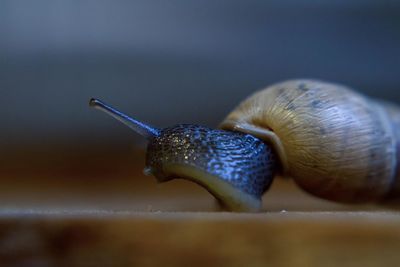 Close-up of snail