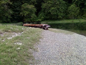 Side view of squirrel on tree trunk