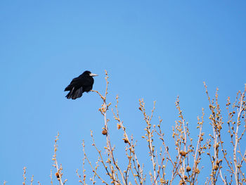 Low angle view of bird flying against blue sky crow 