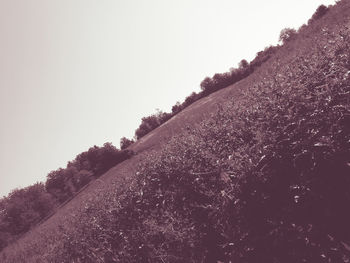 Low angle view of trees on field against clear sky