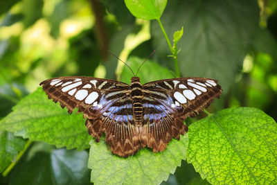 Close-up of butterfly on leaves
