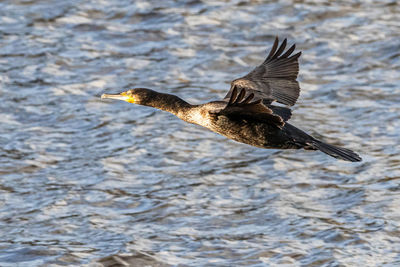 Bird flying in a water