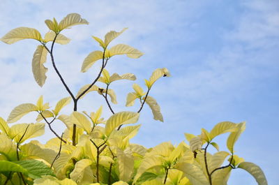 Low angle view of plants against blue sky