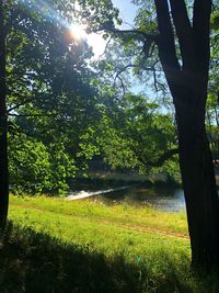 Sunlight streaming through trees on sunny day