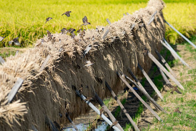 Close-up of birds on grass